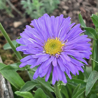 Aster alpinus
